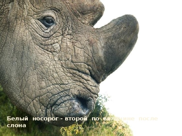 Белый носорог - второй по величине после слона 