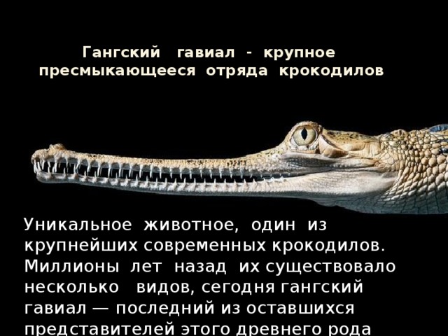 Гангский гавиал - крупное пресмыкающееся отряда крокодилов Уникальное животное, один из крупнейших современных крокодилов. Миллионы лет назад их существовало несколько видов, сегодня гангский гавиал — последний из оставшихся представителей этого древнего рода 