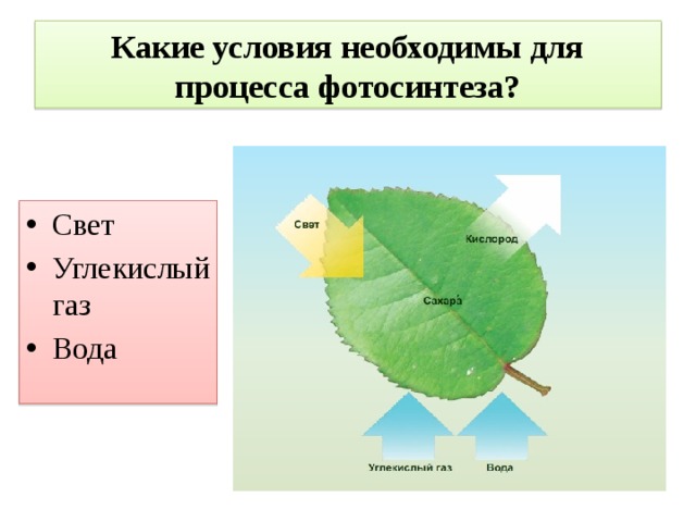 Какие условия необходимы для процесса фотосинтеза? Свет Углекислый газ Вода 