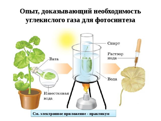 Опыт, доказывающий необходимость углекислого газа для фотосинтеза См. электронное приложение - практикум 