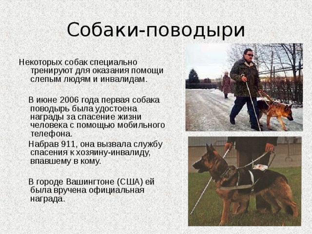 Час собаки