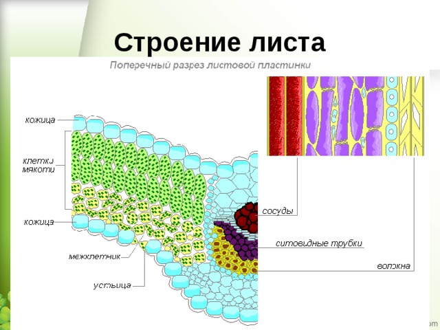 Строение листа