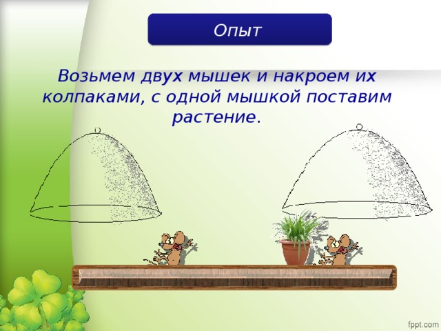 Поставь растения. Эксперимент с мышью которую накрыли колпаком.