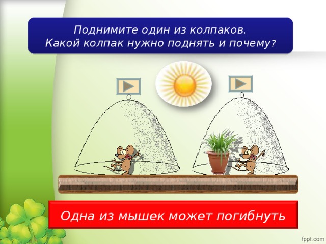 Поднимите один из колпаков. Какой колпак нужно поднять и почему ? Одна из мышек может погибнуть