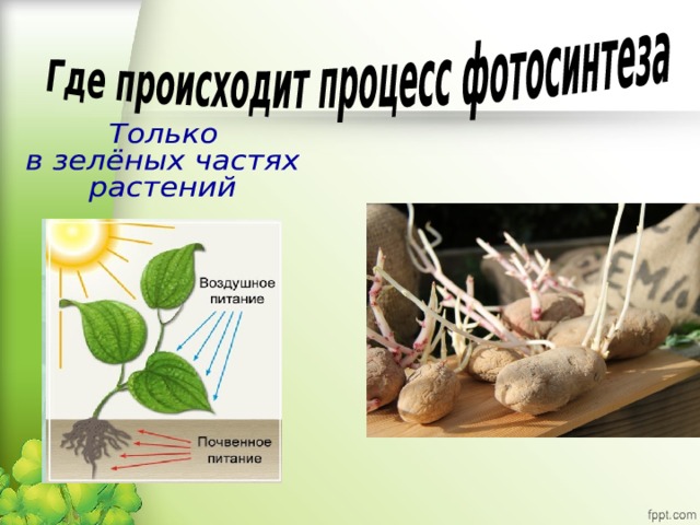 Воздушное питание тест 6 класс. Питание растений 6 класс биология. Питание растений 6 класс. Почвенное питание растений 6 класс. Типы питания растений.