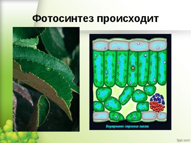 Фотосинтез происходит