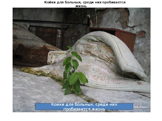 Койки для больных, среди них пробивается жизнь Койки для больных, среди них пробивается жизнь Койки для больных, среди них пробивается жизнь 