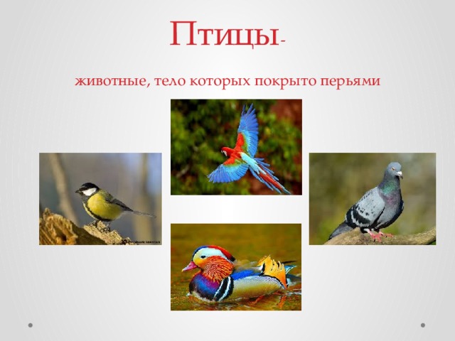 Птицы -  животные, тело которых покрыто перьями    