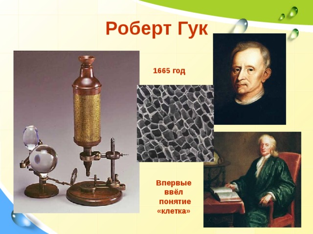 Роберт Гук 1665 год Впервые ввёл  понятие «клетка» 