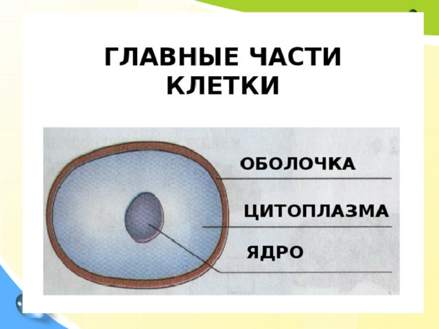 Работая с микроскопом ты убедился что живые организмы состоят из клеток нарисуй любые клетки