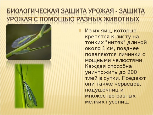 Из их яиц, которые крепятся к листу на тонких 