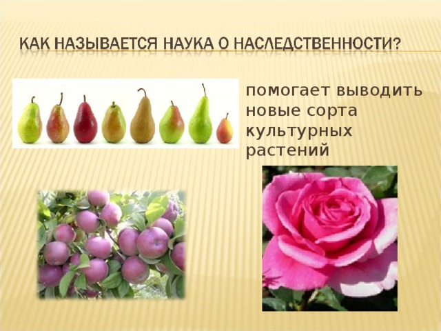 помогает выводить новые сорта культурных растений 