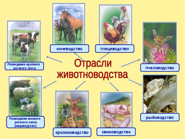 птицеводство коневодство Разведение крупного  рогатого скота пчеловодство рыбоводство Разведение мелкого  рогатого скота (овцеводство) свиноводство кролиководство 
