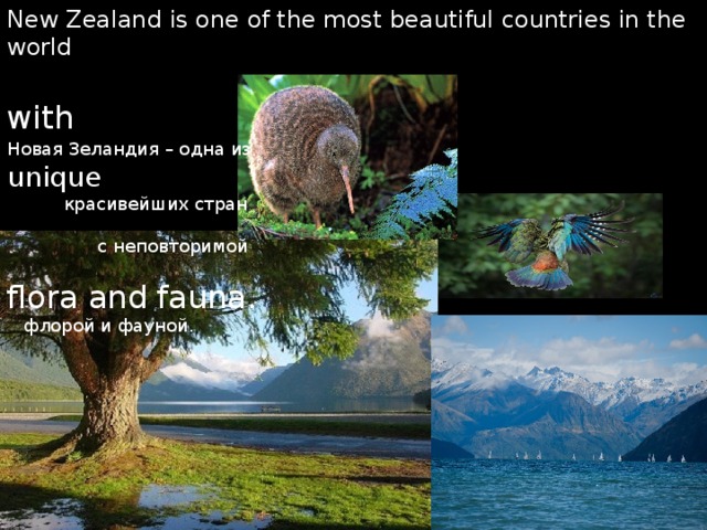 New Zealand is one of the most beautiful countries in the world with  Новая Зеландия – одна из unique   красивейших стран  с неповторимой flora and fauna.   флорой и фауной.   