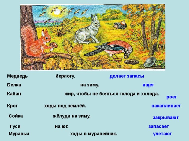 Зима будет холодной если белка делает большие запасы схема предложения