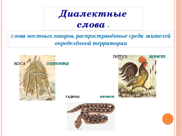 Диалектные слова - слова местных говоров, распространённые среди жителей определённой территории петух  кочет коса  литовка  гадюка козюля 