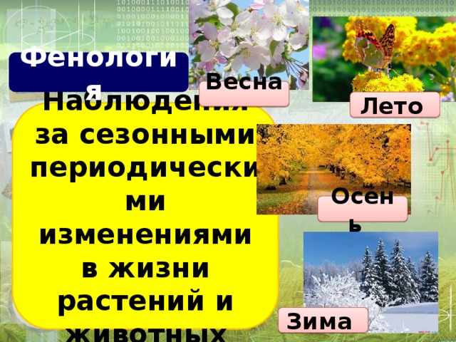 Фенология  Весна Лето Наблюдения за сезонными периодическими изменениями в жизни растений и животных Осень Зима 