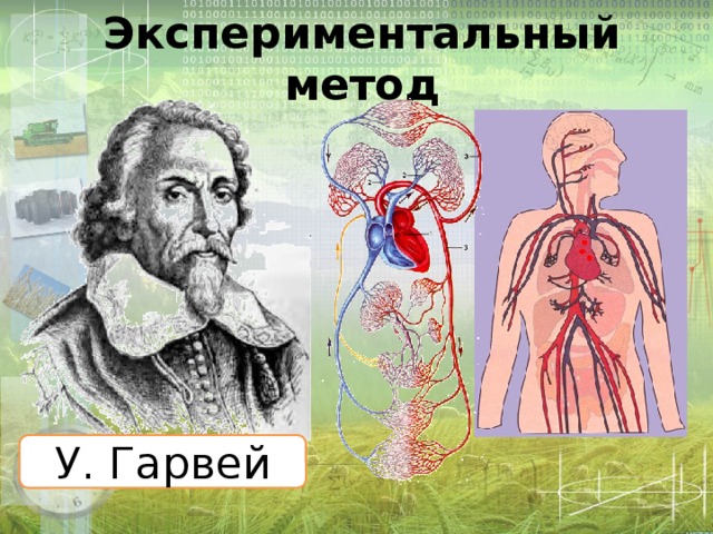 Экспериментальный метод У. Гарвей 