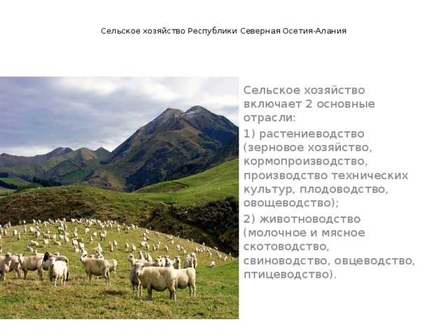   Сельское хозяйство Республики Северная Осетия-Алания Сельское хозяйство включает 2 основные отрасли: 1) растениеводство (зерновое хозяйство, кормопроизводство, производство технических культур, плодоводство, овощеводство); 2) животноводство (молочное и мясное скотоводство, свиноводство, овцеводство, птицеводство). 