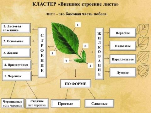 Внутреннее строение листьев таблица