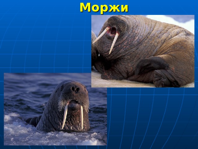  Моржи 