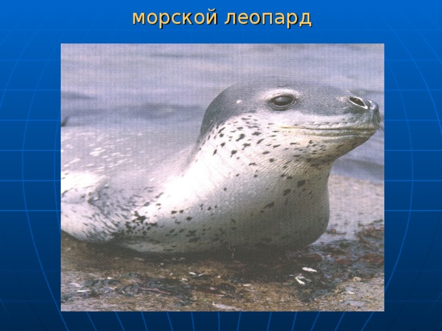 морской леопард 