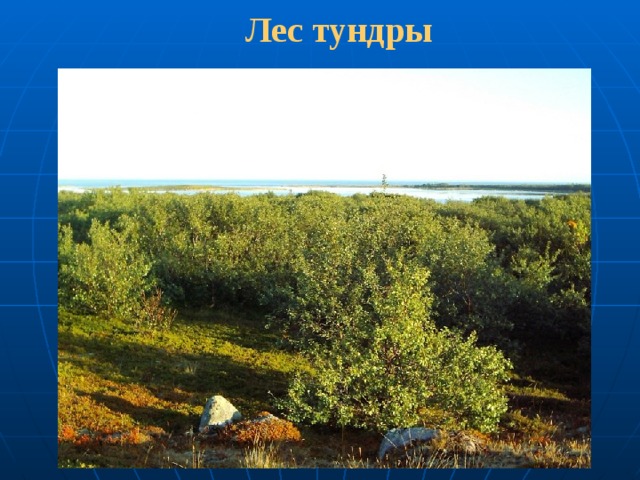  Лес тундры 