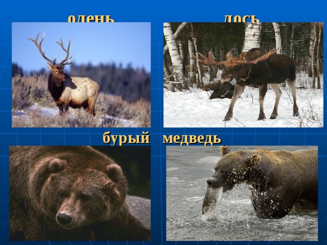 олень лось бурый медведь 