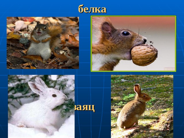 белка заяц 