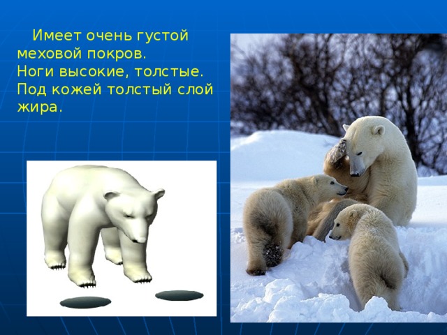  Имеет очень густой меховой покров. Ноги высокие, толстые. Под кожей толстый слой жира. 