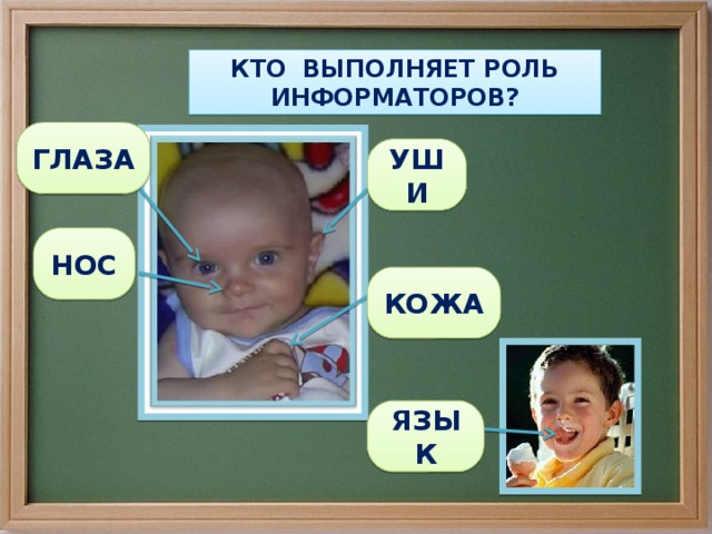 КТО ВЫПОЛНЯЕТ РОЛЬ ИНФОРМАТОРОВ? ГЛАЗА УШИ НОС КОЖА ЯЗЫК 