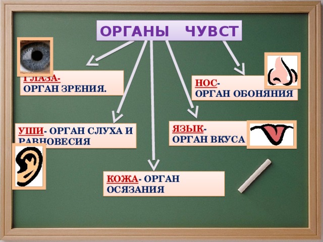ОРГАНЫ ЧУВСТ ГЛАЗА-  ОРГАН ЗРЕНИЯ. НОС - ОРГАН ОБОНЯНИЯ ЯЗЫК - ОРГАН ВКУСА УШИ - ОРГАН СЛУХА И РАВНОВЕСИЯ КОЖА - ОРГАН ОСЯЗАНИЯ 