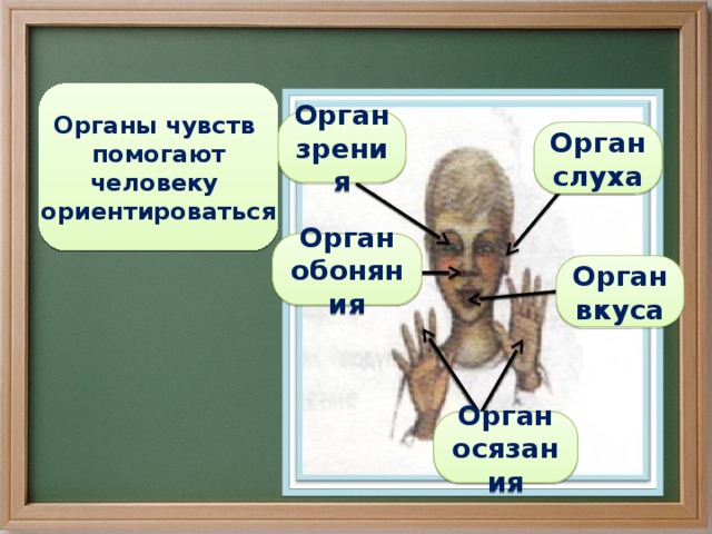 Органы чувств помогают человеку ориентироваться Орган зрения Орган слуха Орган обоняния Орган вкуса Орган осязания 