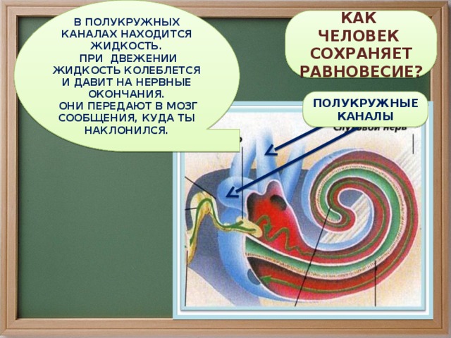 В ПОЛУКРУЖНЫХ КАНАЛАХ НАХОДИТСЯ ЖИДКОСТЬ.  ПРИ ДВЕЖЕНИИ ЖИДКОСТЬ КОЛЕБЛЕТСЯ И ДАВИТ НА НЕРВНЫЕ ОКОНЧАНИЯ.  ОНИ ПЕРЕДАЮТ В МОЗГ СООБЩЕНИЯ, КУДА ТЫ НАКЛОНИЛСЯ. КАК ЧЕЛОВЕК СОХРАНЯЕТ РАВНОВЕСИЕ? ПОЛУКРУЖНЫЕ КАНАЛЫ 