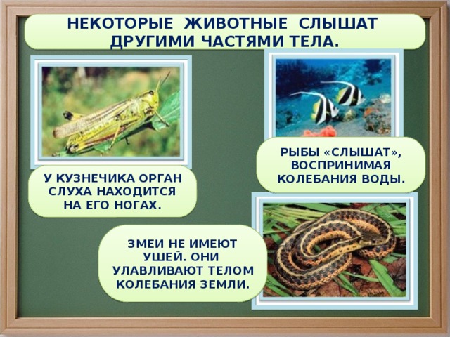 НЕКОТОРЫЕ ЖИВОТНЫЕ СЛЫШАТ ДРУГИМИ ЧАСТЯМИ ТЕЛА. РЫБЫ «СЛЫШАТ», ВОСПРИНИМАЯ КОЛЕБАНИЯ ВОДЫ. У КУЗНЕЧИКА ОРГАН СЛУХА НАХОДИТСЯ НА ЕГО НОГАХ. ЗМЕИ НЕ ИМЕЮТ УШЕЙ. ОНИ УЛАВЛИВАЮТ ТЕЛОМ КОЛЕБАНИЯ ЗЕМЛИ. 