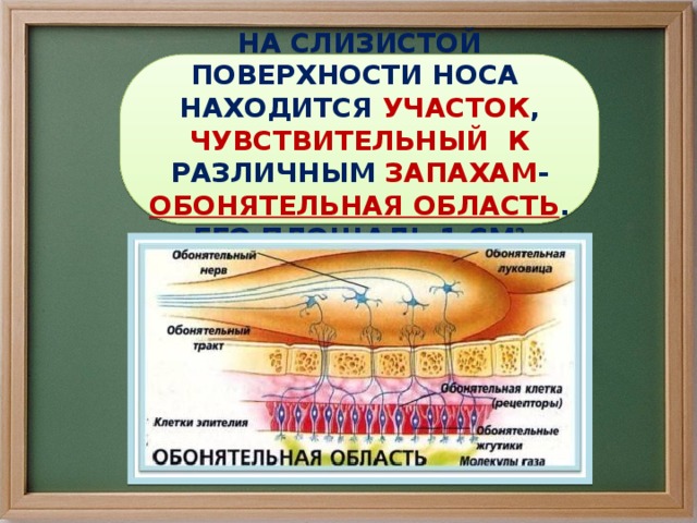НА СЛИЗИСТОЙ ПОВЕРХНОСТИ НОСА НАХОДИТСЯ УЧАСТОК , ЧУВСТВИТЕЛЬНЫЙ  К РАЗЛИЧНЫМ ЗАПАХАМ - ОБОНЯТЕЛЬНАЯ ОБЛАСТЬ . ЕГО ПЛОЩАДЬ 1 СМ 2 