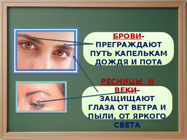 БРОВИ - ПРЕГРАЖДАЮТ ПУТЬ КАПЕЛЬКАМ ДОЖДЯ И ПОТА РЕСНИЦЫ И ВЕКИ - ЗАЩИЩАЮТ ГЛАЗА ОТ ВЕТРА И ПЫЛИ, ОТ ЯРКОГО СВЕТА 