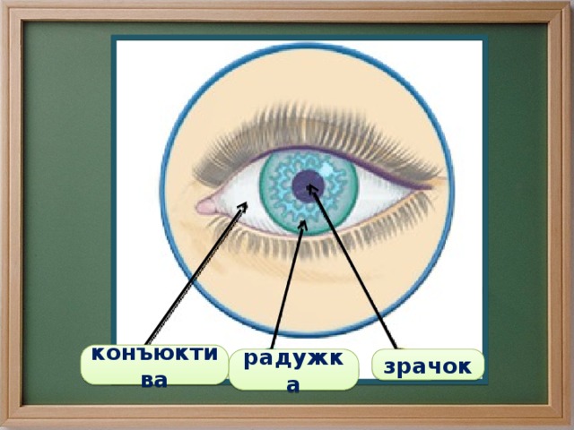 конъюктива зрачок радужка 