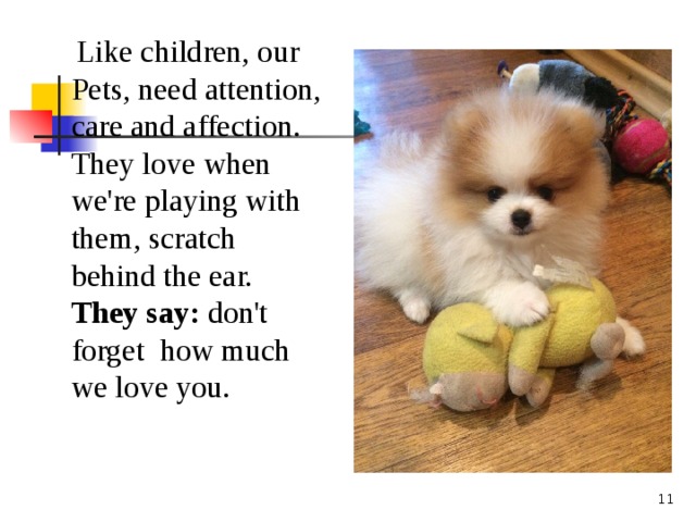 Like children, our Pets, need attention, care and affection. They love when we're playing with them, scratch behind the ear. They say: don't forget how much we love you.  