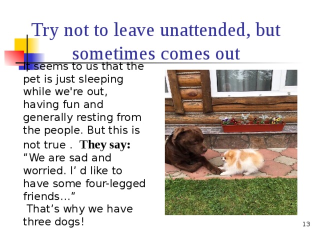 Try not to leave unattended, but sometimes comes out  It seems to us that the pet is just sleeping while we're out, having fun and generally resting from the people. But this is not true . They say: “We are sad and worried. I’ d like to  have some four-legged friends…”  That’s why we have three dogs!    