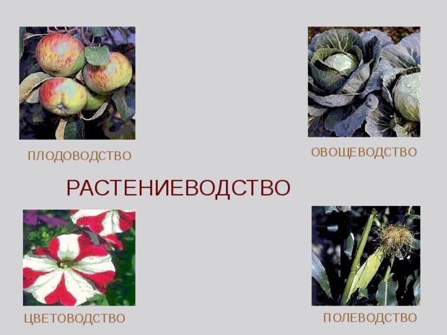 ОВОЩЕВОДСТВО ПЛОДОВОДСТВО РАСТЕНИЕВОДСТВО ПОЛЕВОДСТВО ЦВЕТОВОДСТВО 