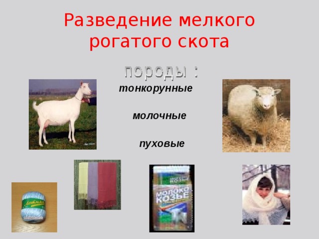 Разведение мелкого рогатого скота тонкорунные молочные пуховые 