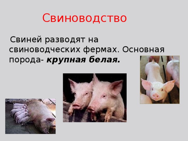 Свиноводство  Свиней разводят на свиноводческих фермах. Основная порода- крупная белая. 