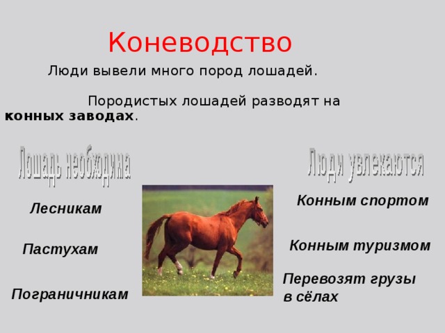 Лесникам Конным спортом Коневодство  Люди вывели много пород лошадей. Породистых лошадей разводят на конных заводах . Конным туризмом Пастухам Перевозят грузы в сёлах Пограничникам 