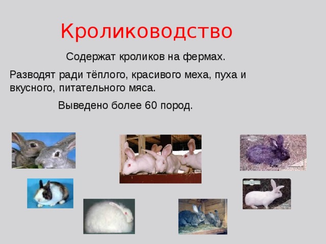 Кролиководство  Содержат кроликов на фермах. Разводят ради тёплого, красивого меха, пуха и вкусного, питательного мяса.  Выведено более 60 пород. 