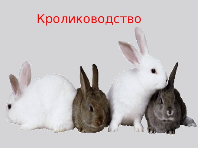 Кролиководство 