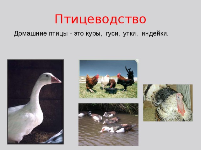 Птицеводство Домашние птицы - это куры, гуси, утки, индейки. индейки. индейки. 