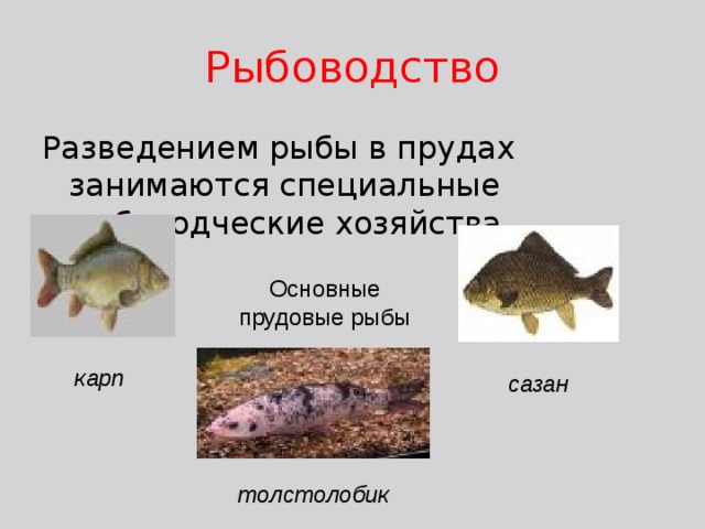 Рыбоводство Разведением рыбы в прудах занимаются специальные рыбоводческие хозяйства. Основные прудовые рыбы карп сазан толстолобик 