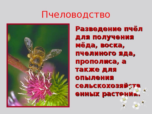 Пчеловодство Разведение пчёл для получения мёда, воска, пчелиного яда, прополиса, а также для опыления сельскохозяйственных растений.  
