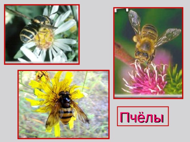 Пчёлы 